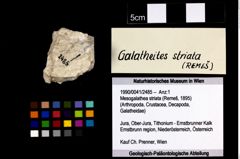 Foto (Objekt + Etikett) von Mesogalathea striata (Remeš, 1895)  (NHMW-GEO-1990-0041-2485)